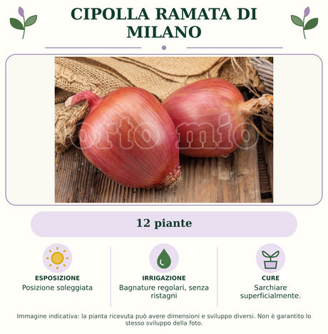 Cipolla ramata di Milano: 12 piante. Posizione soleggiata. Bagnature regolari, senza ristagni. Sarchiare superficialmente.. Immagine indicativa.