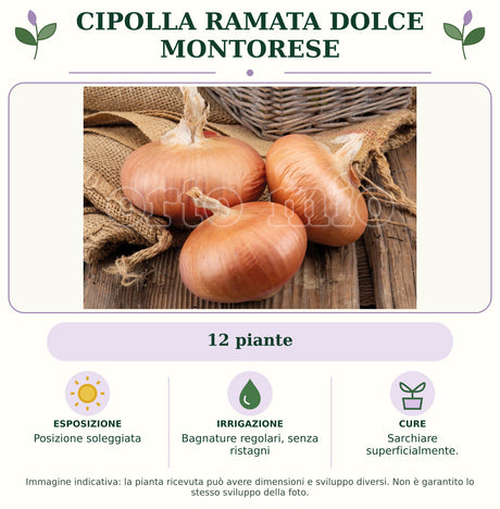 Cipolla ramata dolce Montorese: 12 piante. Posizione soleggiata. Bagnature regolari, senza ristagni. Sarchiare superficialmente.. Immagine indicativa.