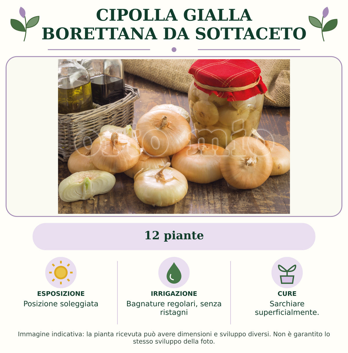 Cipolla Gialla Borettana da Sottaceto: 12 piante. Posizione soleggiata. Bagnature regolari, senza ristagni. Sarchiare superficialmente.. Immagine indicativa.
