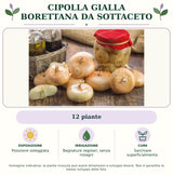 Cipolla Gialla Borettana da Sottaceto: 12 piante. Posizione soleggiata. Bagnature regolari, senza ristagni. Sarchiare superficialmente.. Immagine indicativa.