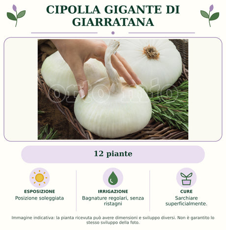 Cipolla gigante di Giarratana: 12 piante. Posizione soleggiata. Bagnature regolari, senza ristagni. Sarchiare superficialmente.. Immagine indicativa.