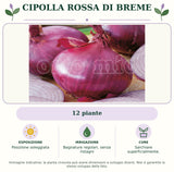 Cipolla rossa di Breme: 12 piante. Posizione soleggiata. Bagnature regolari, senza ristagni. Sarchiare superficialmente.. Immagine indicativa.