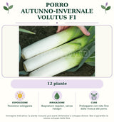 Porro Autunno-invernale Volutus F1: 12 piante. Posizione soleggiata. Bagnature regolari, senza ristagni. Proteggere con rete fine dalla mosca del porro.. Immagine indicativa.