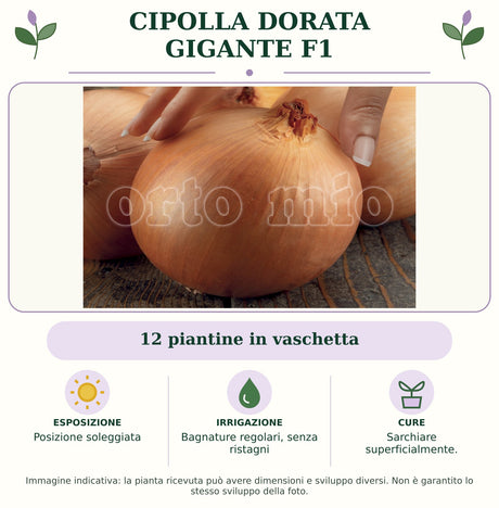 Cipolla Dorata Gigante F1: 12 piantine in vaschetta. Posizione soleggiata. Bagnature regolari, senza ristagni. Sarchiare superficialmente. Immagine indicativa.