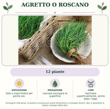 Agretto o Roscano: 12 piante. Sole o mezz'ombra per poche ore.. Lasciare asciugare la superficie. Sarchiare superficialmente, anche dopo i tagli.. Immagine indicativa.