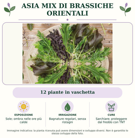 Asia Mix di brassiche orientali: 12 piante in vaschetta. Sole; ombra nelle ore più calde. Bagnature regolari, senza ristagni. Sarchiare e proteggere con TNT nei periodi freschi. Immagine indicativa.