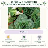Cicoria e Radicchio grumolo verde sel. Carrara: 9 piante. Sole; ombra nelle ore più calde. Bagnature moderate. Proteggere nei periodi freddi. Immagine indicativa.