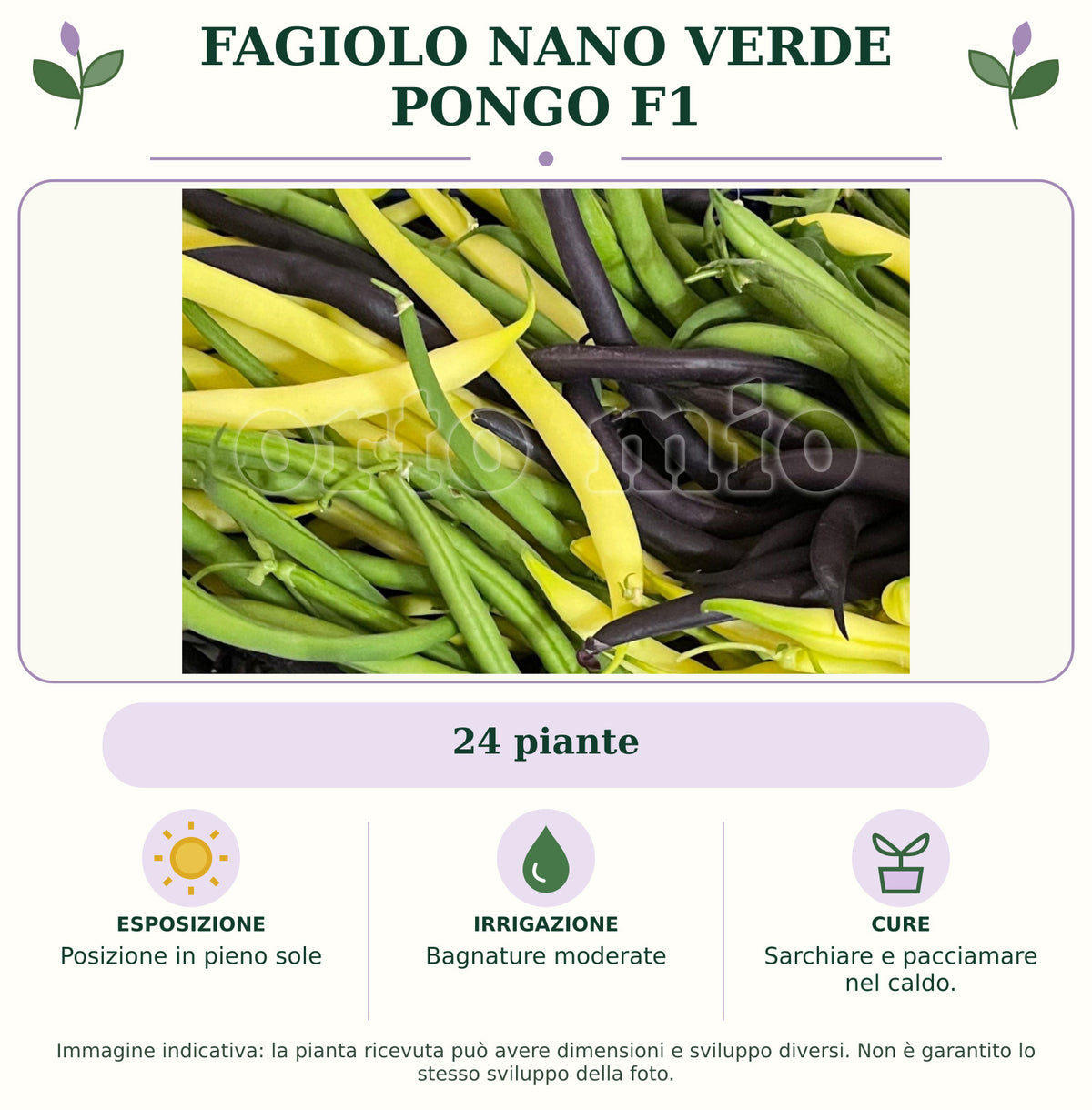 Fagiolo Nano Verde Pongo F1: 24 piante. Posizione in pieno sole. Bagnature moderate. Sarchiare e pacciamare nel caldo.. Immagine indicativa.