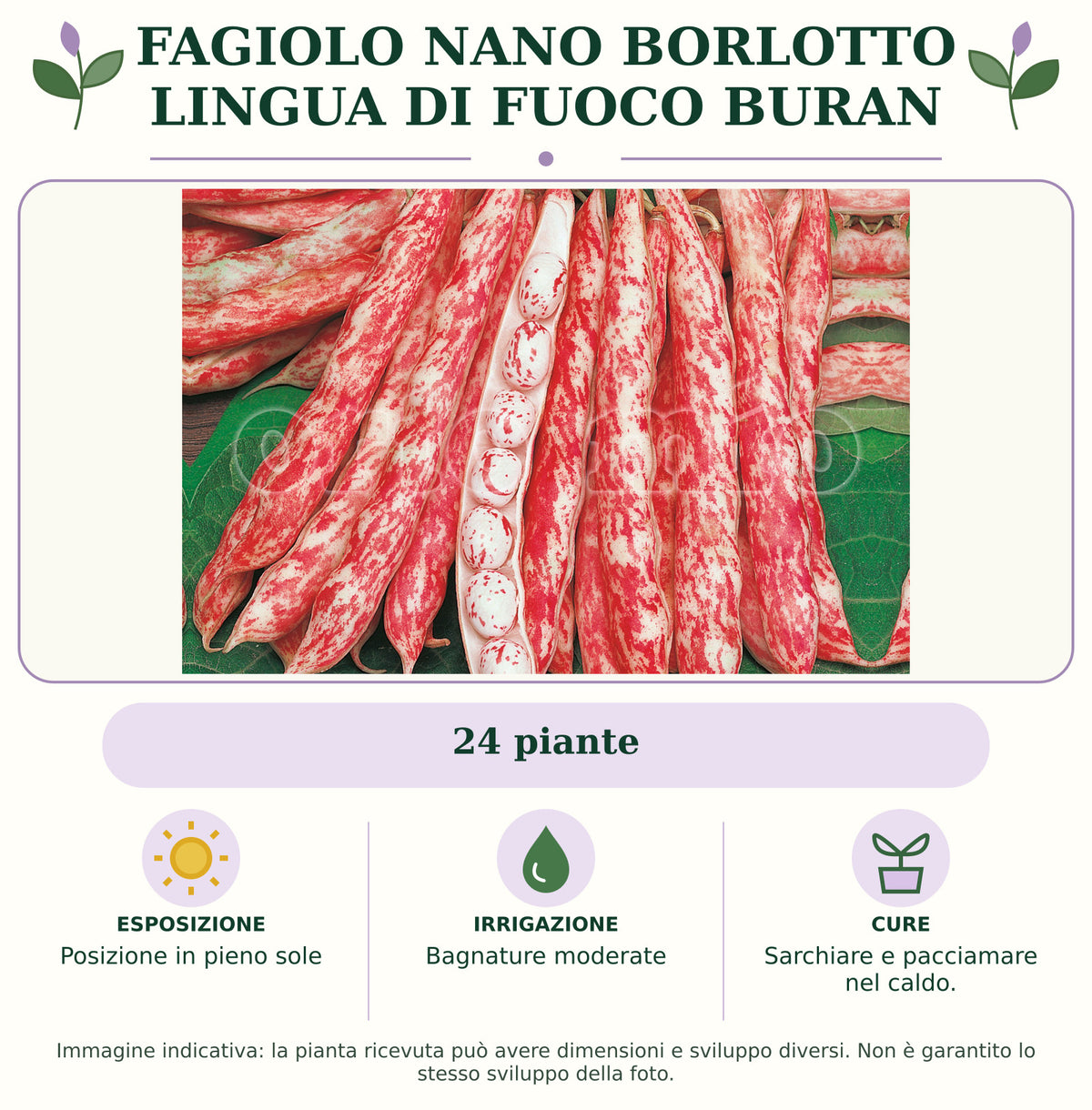 Fagiolo nano Borlotto lingua di fuoco Buran: 24 piante. Posizione in pieno sole. Bagnature moderate. Sarchiare e pacciamare nel caldo.. Immagine indicativa.