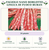 Fagiolo nano Borlotto lingua di fuoco Buran: 24 piante. Posizione in pieno sole. Bagnature moderate. Sarchiare e pacciamare nel caldo.. Immagine indicativa.