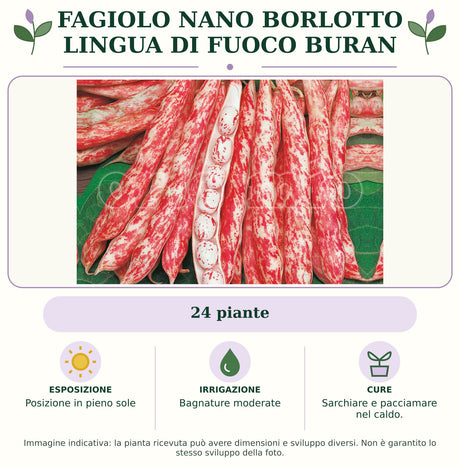 Fagiolo nano Borlotto lingua di fuoco Buran: 24 piante. Posizione in pieno sole. Bagnature moderate. Sarchiare e pacciamare nel caldo.. Immagine indicativa.