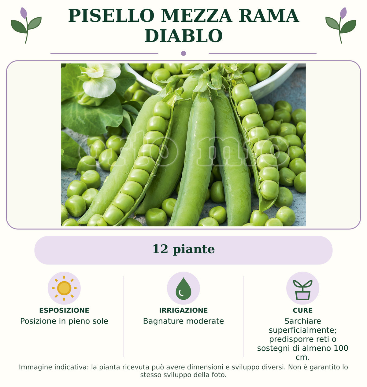 Pisello mezza rama Diablo: 12 piante. Posizione in pieno sole. Bagnature moderate. Sarchiare superficialmente; predisporre reti o sostegni di almeno 100 cm.. Immagine indicativa.