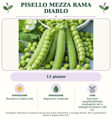 Pisello mezza rama Diablo: 12 piante. Posizione in pieno sole. Bagnature moderate. Sarchiare superficialmente; predisporre reti o sostegni di almeno 100 cm.. Immagine indicativa.