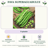 Fava Superaguadulce: 9 piante. Sole; ombra nelle ore più calde. Bagnature moderate. Sarchiare e rincalzare dopo circa trenta giorni per la stabilità.. Immagine indicativa.
