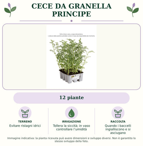 Cece da granella Principe: 12 piante. Evitare ristagni idrici. Tollera la siccità; in vaso controllare l’umidità. Quando i baccelli ingialliscono e si asciugano. Immagine indicativa.