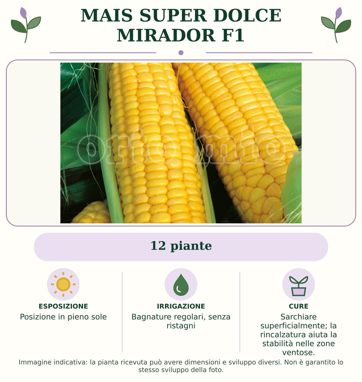 Mais Super dolce Mirador F1: 12 piante. Posizione in pieno sole. Bagnature regolari, senza ristagni. Sarchiare superficialmente; la rincalzatura aiuta la stabilità nelle zone ventose.. Immagine indicativa.