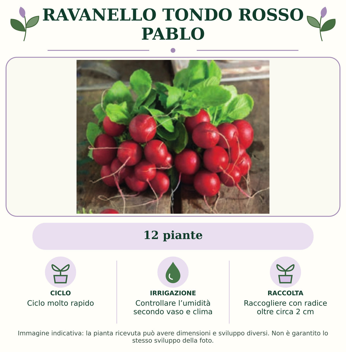Ravanello tondo rosso Pablo: 12 piante. Ciclo molto rapido. Controllare l’umidità secondo vaso e clima. Raccogliere con radice oltre circa 2 cm. Immagine indicativa.