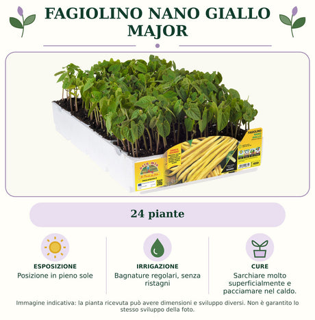 Fagiolino nano giallo Major: 24 piante. Posizione in pieno sole. Bagnature regolari, senza ristagni. Sarchiare molto superficialmente e pacciamare nel caldo.. Immagine indicativa.