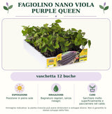 Fagiolino nano viola Purple Queen: vaschetta 12 buche. Posizione in pieno sole. Bagnature regolari, senza ristagni. Sarchiare molto superficialmente e pacciamare nel caldo.. Immagine indicativa.