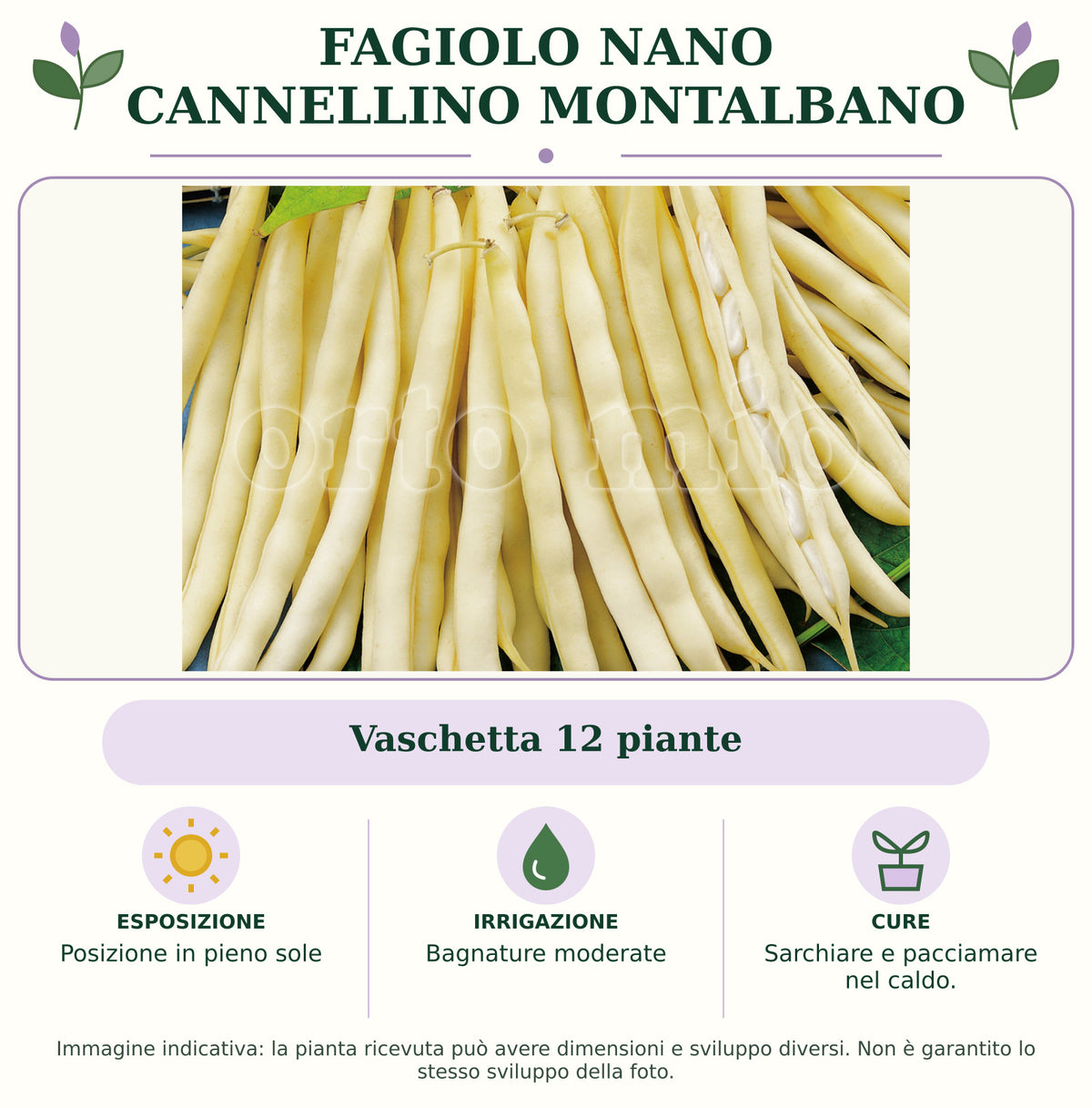 Fagiolo Nano Cannellino Montalbano: Vaschetta 12 piante. Posizione in pieno sole. Bagnature moderate. Sarchiare e pacciamare nel caldo.. Immagine indicativa.