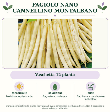 Fagiolo Nano Cannellino Montalbano: Vaschetta 12 piante. Posizione in pieno sole. Bagnature moderate. Sarchiare e pacciamare nel caldo.. Immagine indicativa.