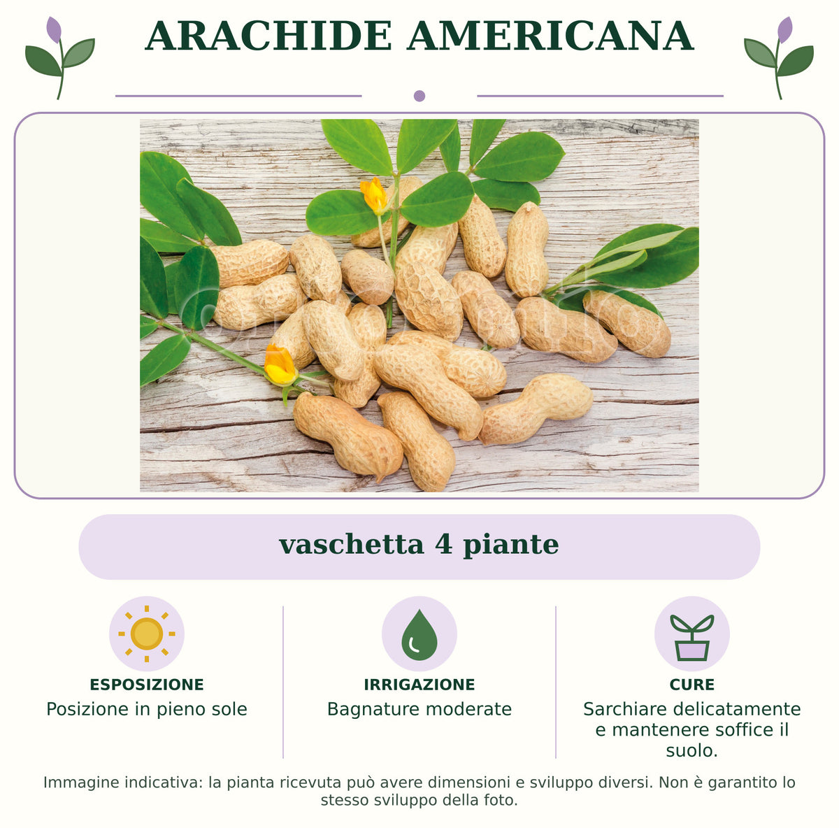 Arachide americana: vaschetta 4 piante. Posizione in pieno sole. Bagnature moderate. Sarchiare delicatamente e mantenere soffice il suolo.. Immagine indicativa.