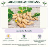 Arachide americana: vaschetta 4 piante. Posizione in pieno sole. Bagnature moderate. Sarchiare delicatamente e mantenere soffice il suolo.. Immagine indicativa.