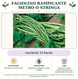 Fagiolino rampicante Metro o Stringa: vaschetta 12 buche. Posizione in pieno sole. Bagnature regolari, senza ristagni. Sarchiare molto superficialmente e pacciamare nel caldo.. Immagine indicativa.
