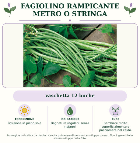 Fagiolino rampicante Metro o Stringa: vaschetta 12 buche. Posizione in pieno sole. Bagnature regolari, senza ristagni. Sarchiare molto superficialmente e pacciamare nel caldo.. Immagine indicativa.