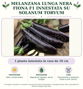 Melanzana lunga nera Fiona F1 innestata su Solanum torvum: 1 pianta innestata in vaso da 10 cm. Sole o mezz'ombra. Bagnature regolari, senza ristagni. Pacciamare e sostenere fusto e rami carichi. Immagine indicativa.