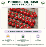 Pomodoro ciliegino Paki F1-Edox F1: 1 pianta innestata in vaso da 10 cm. Sole; ombra nelle ore più calde. Bagnature regolari, senza ristagni. Pacciamare.. Immagine indicativa.