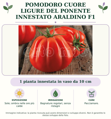 Pomodoro cuore ligure del ponente innestato Araldino F1: 1 pianta innestata in vaso da 10 cm. Sole; ombra nelle ore più calde. Bagnature regolari, senza ristagni. Pacciamare.. Immagine indicativa.