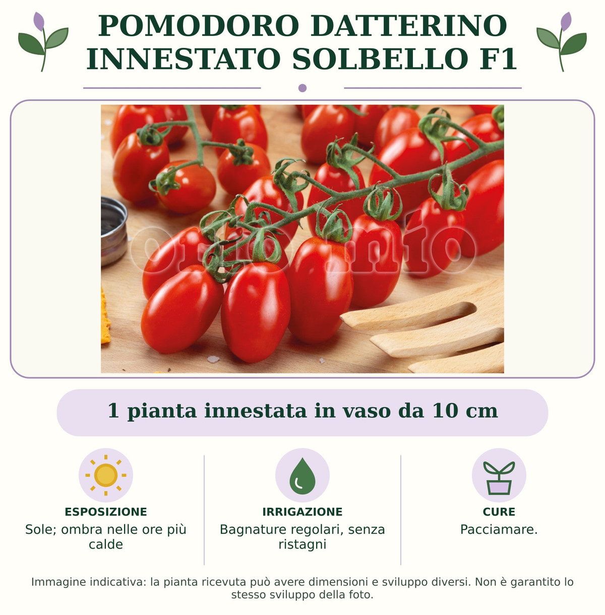 Pomodoro datterino innestato Solbello F1: 1 pianta innestata in vaso da 10 cm. Sole; ombra nelle ore più calde. Bagnature regolari, senza ristagni. Pacciamare.. Immagine indicativa.