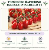 Pomodoro datterino innestato Solbello F1: 1 pianta innestata in vaso da 10 cm. Sole; ombra nelle ore più calde. Bagnature regolari, senza ristagni. Pacciamare.. Immagine indicativa.