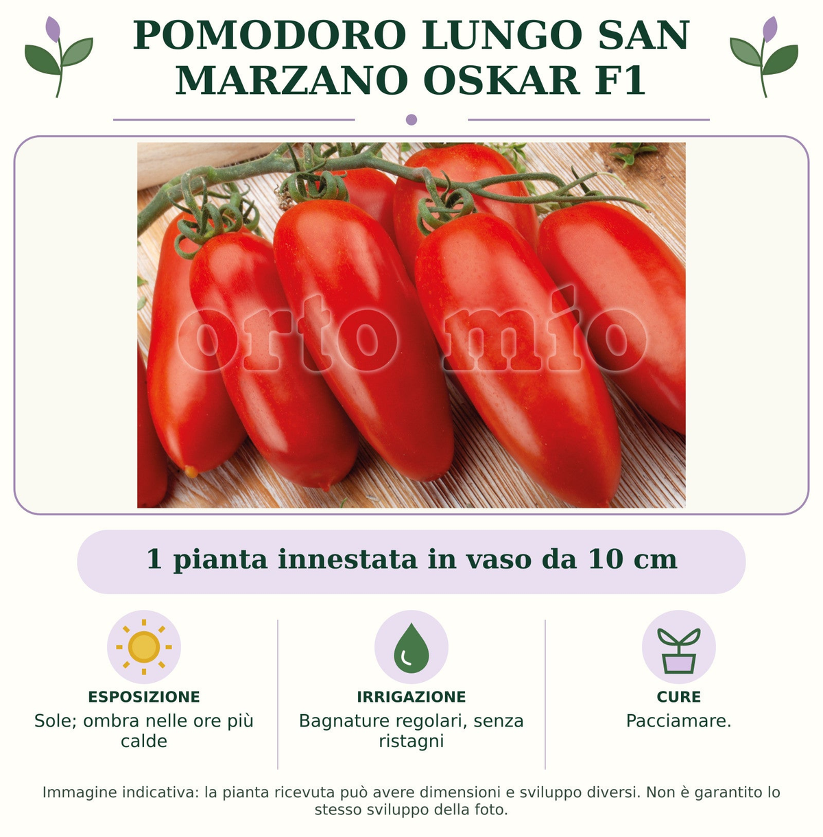 Pomodoro lungo San Marzano Oskar F1: 1 pianta innestata in vaso da 10 cm. Sole; ombra nelle ore più calde. Bagnature regolari, senza ristagni. Pacciamare.. Immagine indicativa.