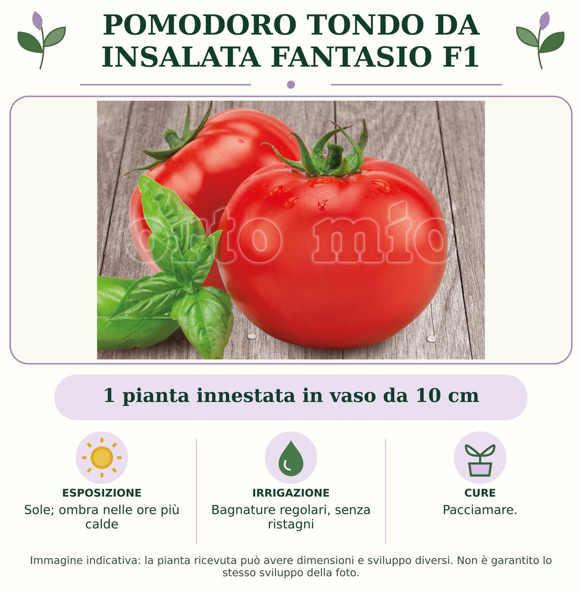 Pomodoro tondo da insalata Fantasio F1: 1 pianta innestata in vaso da 10 cm. Sole; ombra nelle ore più calde. Bagnature regolari, senza ristagni. Pacciamare.. Immagine indicativa.
