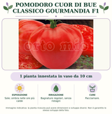 Pomodoro Cuor di Bue classico Gourmandia F1: 1 pianta innestata in vaso da 10 cm. Sole; ombra nelle ore più calde. Bagnature regolari, senza ristagni. Pacciamare.. Immagine indicativa.