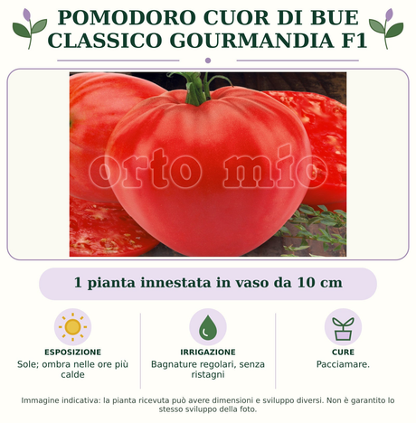 Pomodoro Cuor di Bue classico Gourmandia F1: 1 pianta innestata in vaso da 10 cm. Sole; ombra nelle ore più calde. Bagnature regolari, senza ristagni. Pacciamare.. Immagine indicativa.