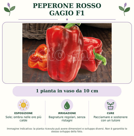 Peperone Rosso Gagio F1: 1 pianta in vaso da 10 cm. Sole; ombra nelle ore più calde. Bagnature regolari, senza ristagni. Pacciamare e sostenere con un tutore. Immagine indicativa.