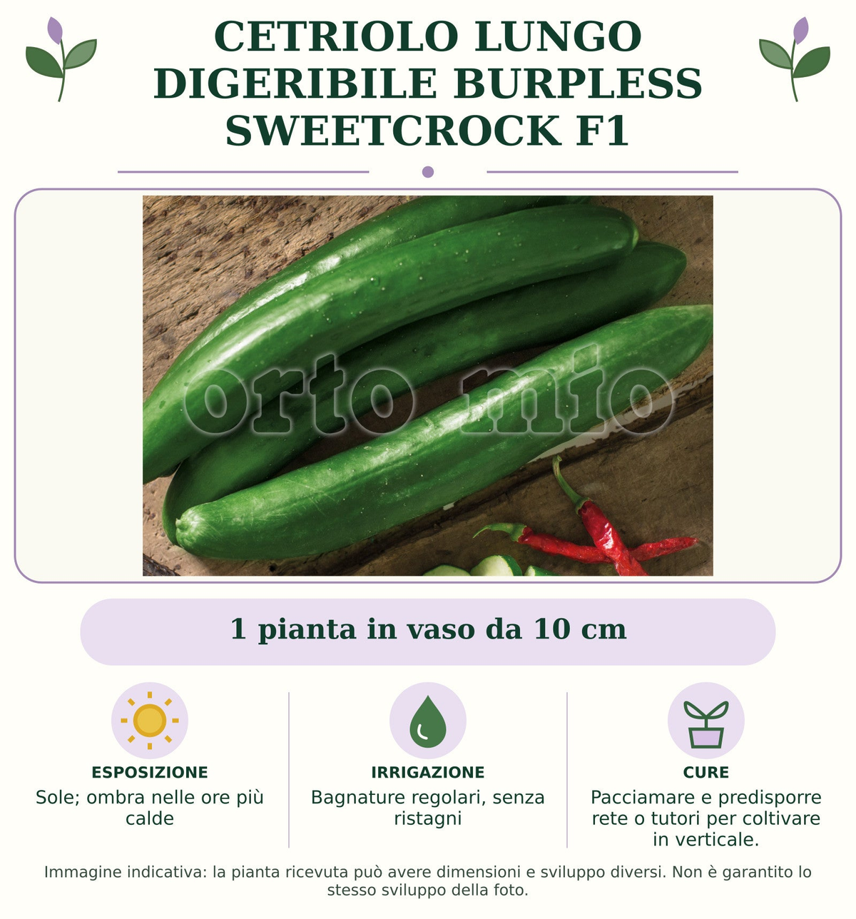 Cetriolo Lungo digeribile Burpless Sweetcrock F1: 1 pianta in vaso da 10 cm. Sole; ombra nelle ore più calde. Bagnature regolari, senza ristagni. Pacciamare e predisporre rete o tutori per coltivare in verticale.. Immagine indicativa.