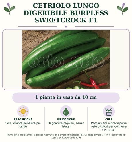 Cetriolo Lungo digeribile Burpless Sweetcrock F1: 1 pianta in vaso da 10 cm. Sole; ombra nelle ore più calde. Bagnature regolari, senza ristagni. Pacciamare e predisporre rete o tutori per coltivare in verticale.. Immagine indicativa.