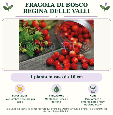 Fragola di Bosco Regina delle Valli: 1 pianta in vaso da 10 cm. Sole; ombra nelle ore più calde. Mantenere fresco il terreno. Pacciamare e ombreggiare i nuovi trapianti estivi.. Immagine indicativa.