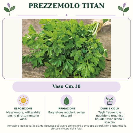 Prezzemolo Titan: Vaso Cm.10. Mezz'ombra; utilizzabile anche direttamente in vaso.. Bagnature regolari, senza ristagni. Tagli frequenti e nutrizione organica liquida favoriscono il ricaccio.. Immagine indicativa.