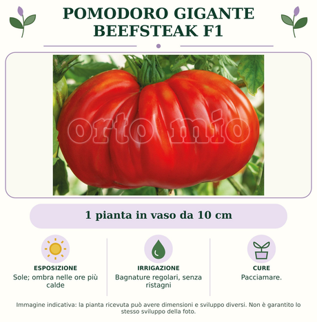 Pomodoro gigante Beefsteak F1: 1 pianta in vaso da 10 cm. Sole; ombra nelle ore più calde. Bagnature regolari, senza ristagni. Pacciamare.. Immagine indicativa.