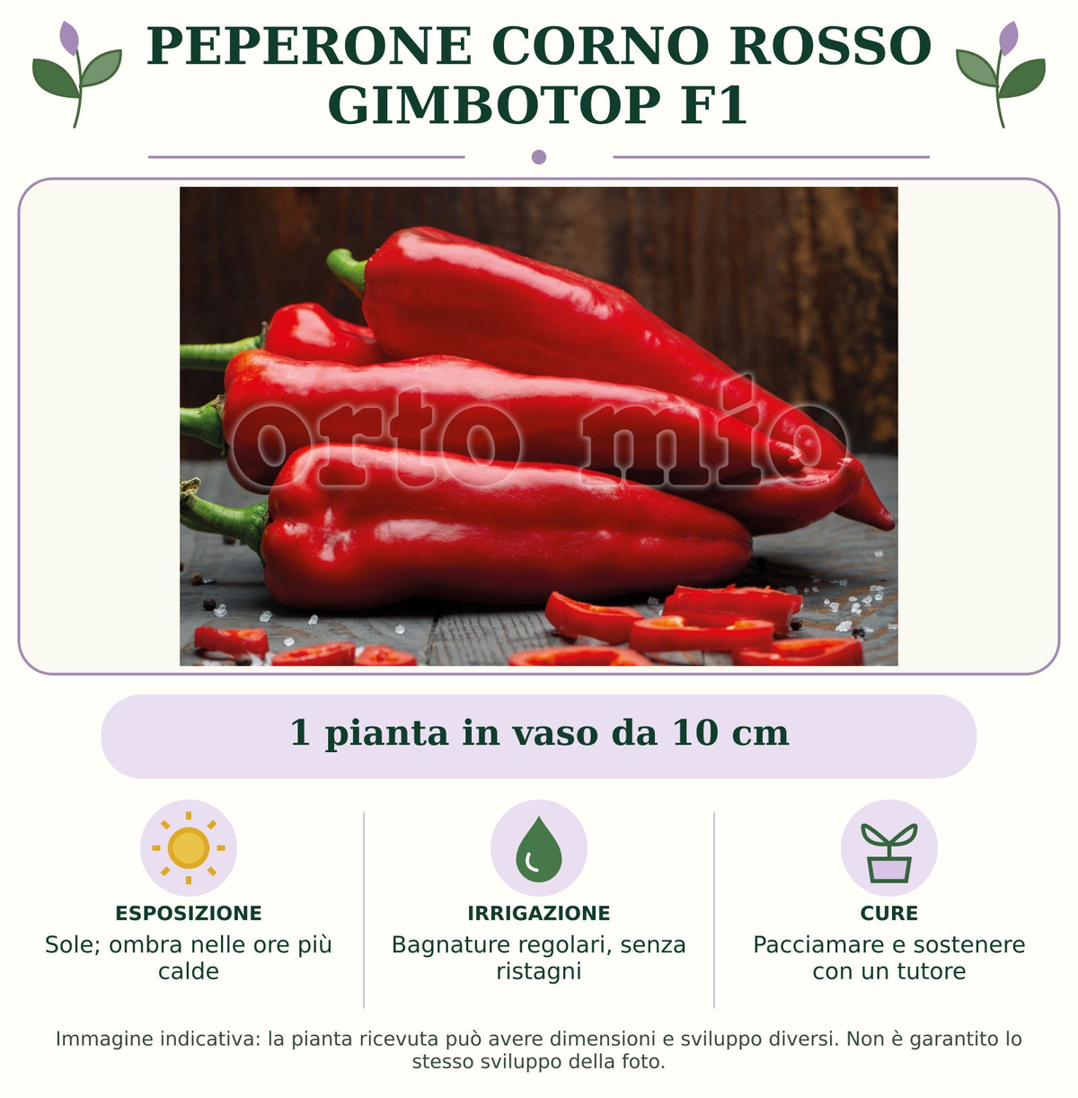 Peperone Corno rosso Gimbotop F1: 1 pianta in vaso da 10 cm. Sole; ombra nelle ore più calde. Bagnature regolari, senza ristagni. Pacciamare e sostenere con un tutore. Immagine indicativa.