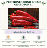 Peperone Corno rosso Gimbotop F1: 1 pianta in vaso da 10 cm. Sole; ombra nelle ore più calde. Bagnature regolari, senza ristagni. Pacciamare e sostenere con un tutore. Immagine indicativa.