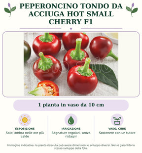 Peperoncino tondo da acciuga Hot Small Cherry F1: 1 pianta in vaso da 10 cm. Sole; ombra nelle ore più calde. Bagnature regolari, senza ristagni. Sostenere con un tutore. Immagine indicativa.
