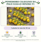 Pomodoro Ciliegino da palo Giallo Hinoki F1: 1 pianta in vaso da 10 cm. Sole; ombra nelle ore più calde. Bagnature regolari, senza ristagni. Pacciamare.. Immagine indicativa.