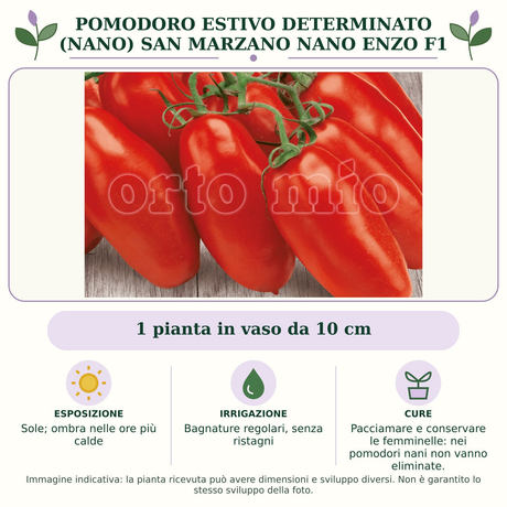 Pomodoro estivo determinato (nano) San Marzano nano Enzo F1: 1 pianta in vaso da 10 cm. Sole; ombra nelle ore più calde. Bagnature regolari, senza ristagni. Pacciamare e conservare le femminelle: nei pomodori nani non vanno eliminate.. Immagine indicativa.