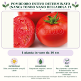 Pomodoro estivo determinato (nano) tondo nano Bellarosa F1: 1 pianta in vaso da 10 cm. Sole; ombra nelle ore più calde. Bagnature regolari, senza ristagni. Pacciamare e conservare le femminelle: nei pomodori nani non vanno eliminate.. Immagine indicativa.